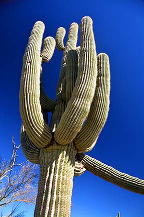 McDowell Mountain Regional Park, February 12, 2015